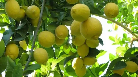 تصویر 4 از راهنمای خرید لیمو شیرین مجلسی + قیمت عالی
